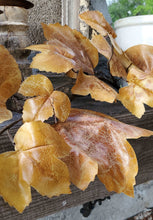 Load image into Gallery viewer, Old Maple Leaves 48" Stem/Spray/Branch Bundle of 12 Fall Aged Dried Leaves | Vintage Character