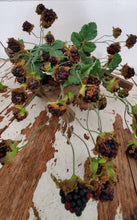 Load image into Gallery viewer, Wild Blackberry Stem | Vintage Character