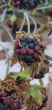 Load image into Gallery viewer, Wild Blackberry Stem | Vintage Character