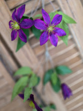 Load image into Gallery viewer, Faux Clematis Stem ~ Purple