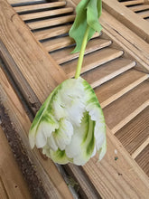 Load image into Gallery viewer, Faux Parrot Tulip ~ Green/White
