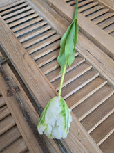 Load image into Gallery viewer, Faux Parrot Tulip ~ Green/White