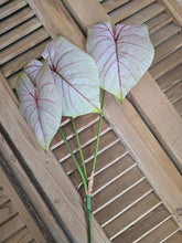 Load image into Gallery viewer, Faux Caladium Stem ~ Light Blush