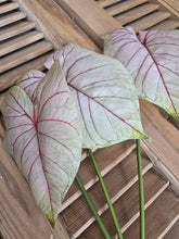 Load image into Gallery viewer, Faux Caladium Stem ~ Light Blush