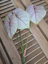 Load image into Gallery viewer, Faux Caladium Stem ~ Light Blush