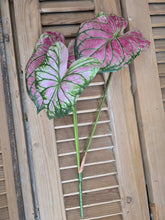 Load image into Gallery viewer, Faux Caladium Stem ~ Watermelon