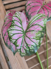 Load image into Gallery viewer, Faux Caladium Stem ~ Watermelon
