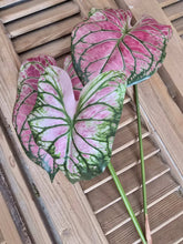 Load image into Gallery viewer, Faux Caladium Stem ~ Watermelon