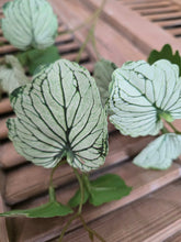 Load image into Gallery viewer, Faux Meadow Vine ~ Green