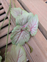 Load image into Gallery viewer, Faux Meadow Vine ~ Blush