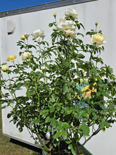 Load image into Gallery viewer, The Poet's Wife English Rose Shrub~ David Austin 3 Gallon