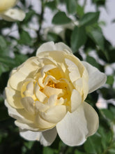 Load image into Gallery viewer, The Poet's Wife English Rose Shrub~ David Austin 3 Gallon