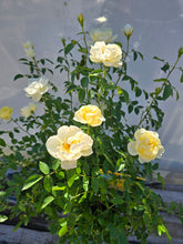 Load image into Gallery viewer, The Poet's Wife English Rose Shrub~ David Austin 3 Gallon
