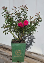 Load image into Gallery viewer, Gabriel Oak English Rose Shrub~ David Austin 3 Gallon