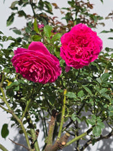 Load image into Gallery viewer, Gabriel Oak English Rose Shrub~ David Austin 3 Gallon