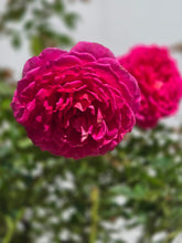 Load image into Gallery viewer, Gabriel Oak English Rose Shrub~ David Austin 3 Gallon