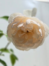 Load image into Gallery viewer, Desdemona English Rose Shrub~ David Austin 3 Gallon