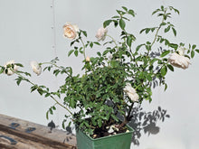 Load image into Gallery viewer, Desdemona English Rose Shrub~ David Austin 3 Gallon