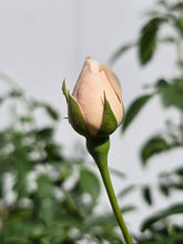 Load image into Gallery viewer, Desdemona English Rose Shrub~ David Austin 3 Gallon