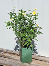Load image into Gallery viewer, Tottering By Gently English Rose Shrub~ David Austin 3 Gallon