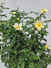 Load image into Gallery viewer, Tottering By Gently English Rose Shrub~ David Austin 3 Gallon