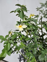 Load image into Gallery viewer, Tottering By Gently English Rose Shrub~ David Austin 3 Gallon
