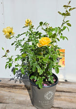 Load image into Gallery viewer, Eternal Flame Rose ~ Bloomables