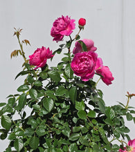 Load image into Gallery viewer, Powerpuff Pink Rose ~ Bloomables