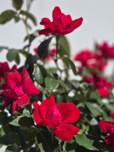 Load image into Gallery viewer, Sweet Spirit Rose ~ Bloomables