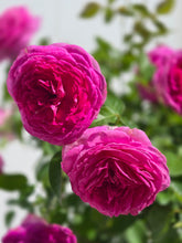Load image into Gallery viewer, Nicole Carol Miller Rose ~ Bloomables