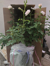 Load image into Gallery viewer, Desdemona English Rose Shrub~ David Austin 3 Gallon