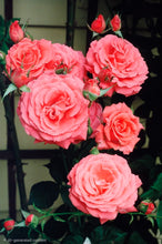 Load image into Gallery viewer, America Climbing Rose ~ Bloomables