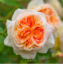 Load image into Gallery viewer, Bathsheba Climbing English Rose ~ David Austin 3 Gallon