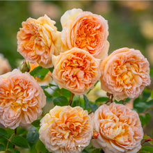 Load image into Gallery viewer, Bathsheba Climbing English Rose ~ David Austin 3 Gallon