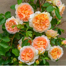 Load image into Gallery viewer, Bathsheba Climbing English Rose ~ David Austin 3 Gallon