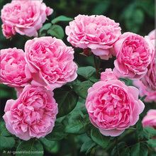 Load image into Gallery viewer, Bishops Castle English Rose Shrub~ David Austin 3 Gallon