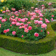 Load image into Gallery viewer, Boscobel English Rose Shrub~ David Austin 3 Gallon