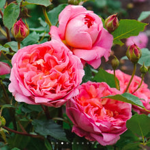 Load image into Gallery viewer, Boscobel English Rose Shrub~ David Austin 3 Gallon