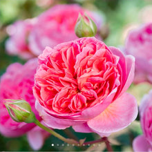 Load image into Gallery viewer, Boscobel English Rose Shrub~ David Austin 3 Gallon