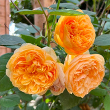 Load image into Gallery viewer, Bring Me Sunshine English Rose Shrub~ David Austin 3 Gallon