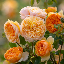 Load image into Gallery viewer, Bring Me Sunshine English Rose Shrub~ David Austin 3 Gallon