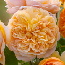 Load image into Gallery viewer, Bring Me Sunshine English Rose Shrub~ David Austin 3 Gallon