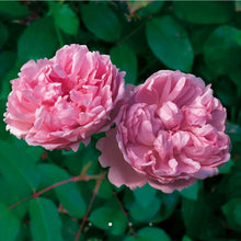Load image into Gallery viewer, Charles Rennie Mackintosh English Rose Shrub~ David Austin 3 Gallon