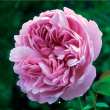 Load image into Gallery viewer, Charles Rennie Mackintosh English Rose Shrub~ David Austin 3 Gallon