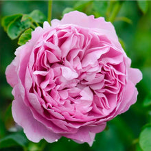 Load image into Gallery viewer, Charles Rennie Mackintosh English Rose Shrub~ David Austin 3 Gallon