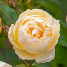 Load image into Gallery viewer, Dannahue English Rose Shrub~ David Austin 3 Gallon
