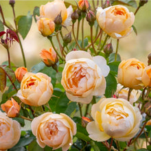 Load image into Gallery viewer, Dannahue English Rose Shrub~ David Austin 3 Gallon