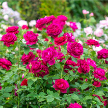 Load image into Gallery viewer, Darcey Bussell English Rose Shrub~ David Austin 3 Gallon