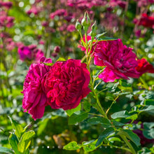 Load image into Gallery viewer, Darcey Bussell English Rose Shrub~ David Austin 3 Gallon