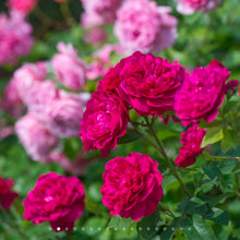 Load image into Gallery viewer, Darcey Bussell English Rose Shrub~ David Austin 3 Gallon
